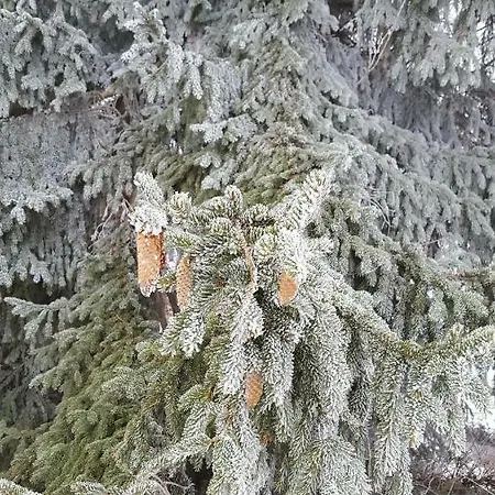 Potoczek 19 Międzylesie