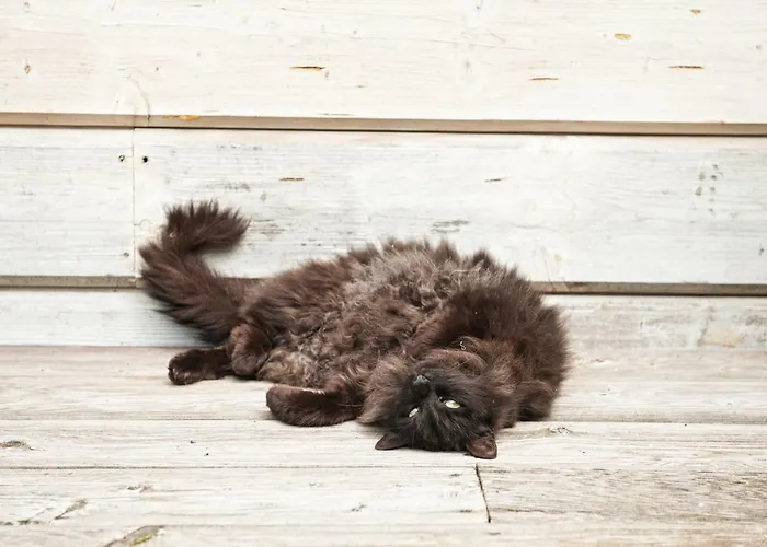 팜스테이 Potoczek 19 미에드지레시