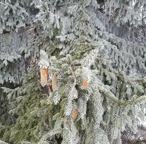 Potoczek 19 Międzylesie